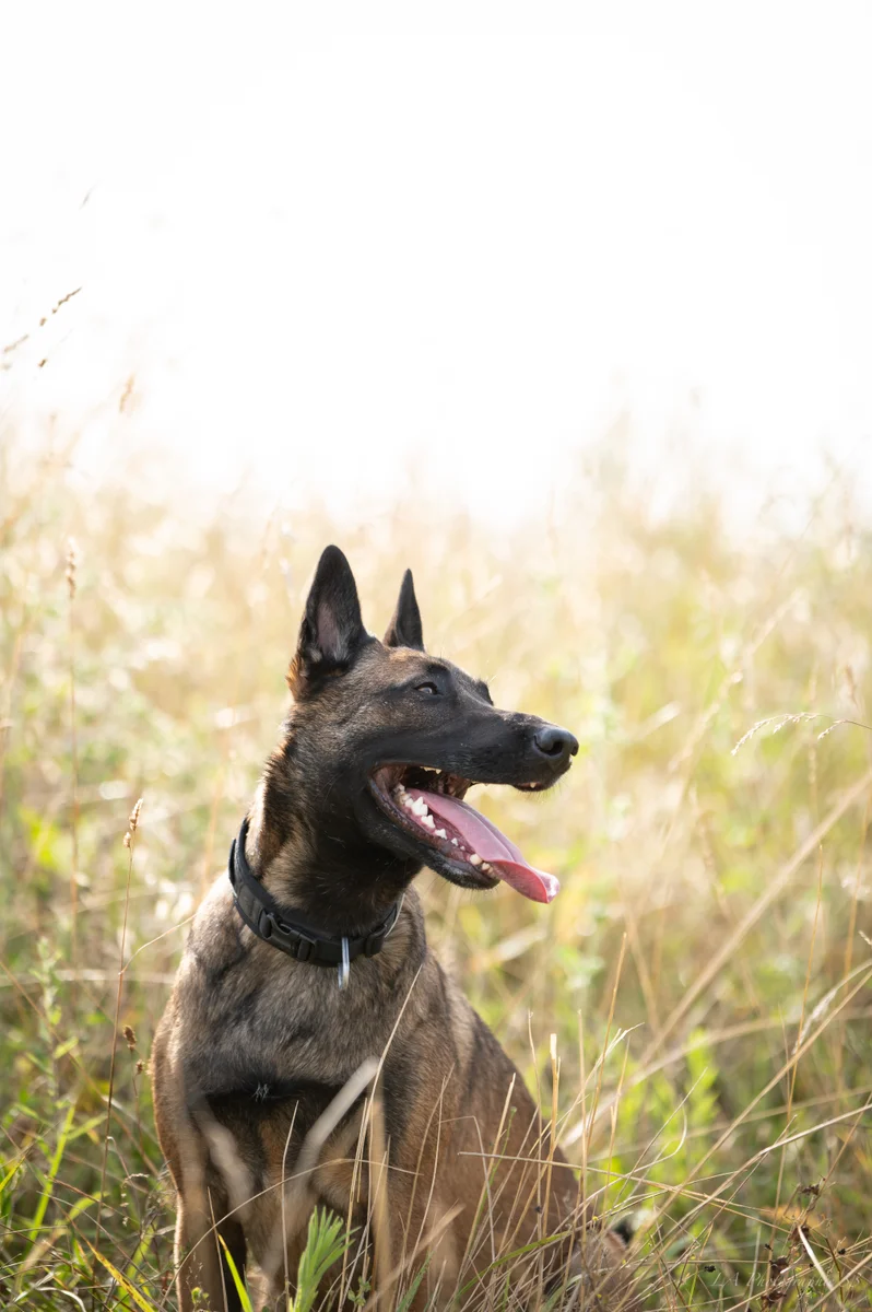 Berger belge malinois assis dans un champ doré, gueule ouverte