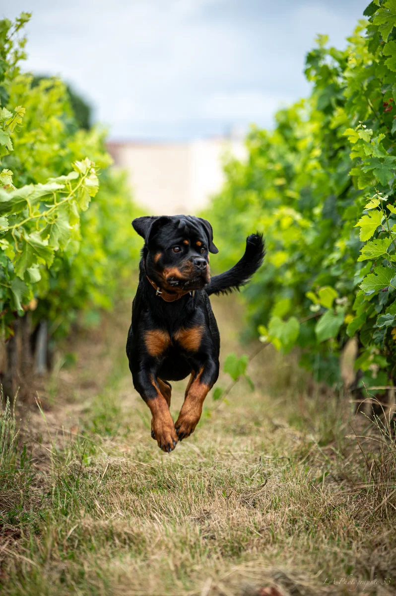 Rottweiler bondissant entre les rangs de vigne