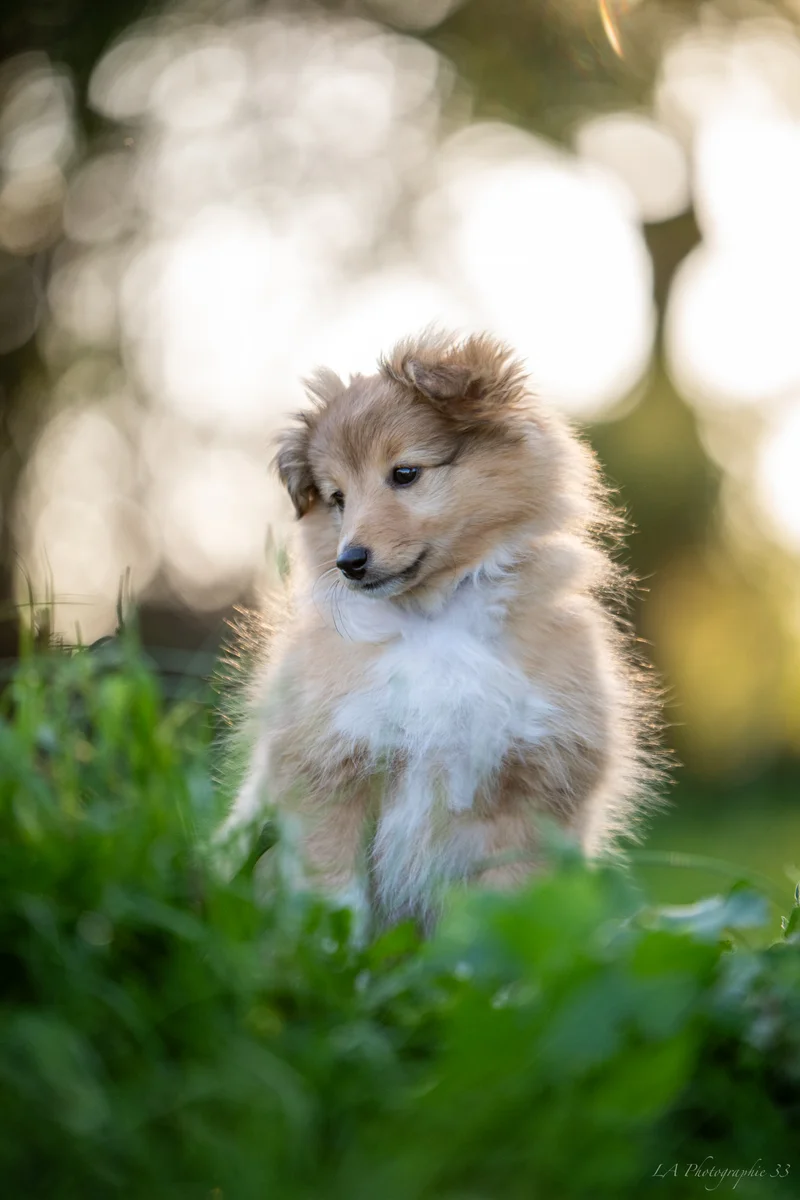 Chiot à poil long et clair courant dans l'herbe en plein air