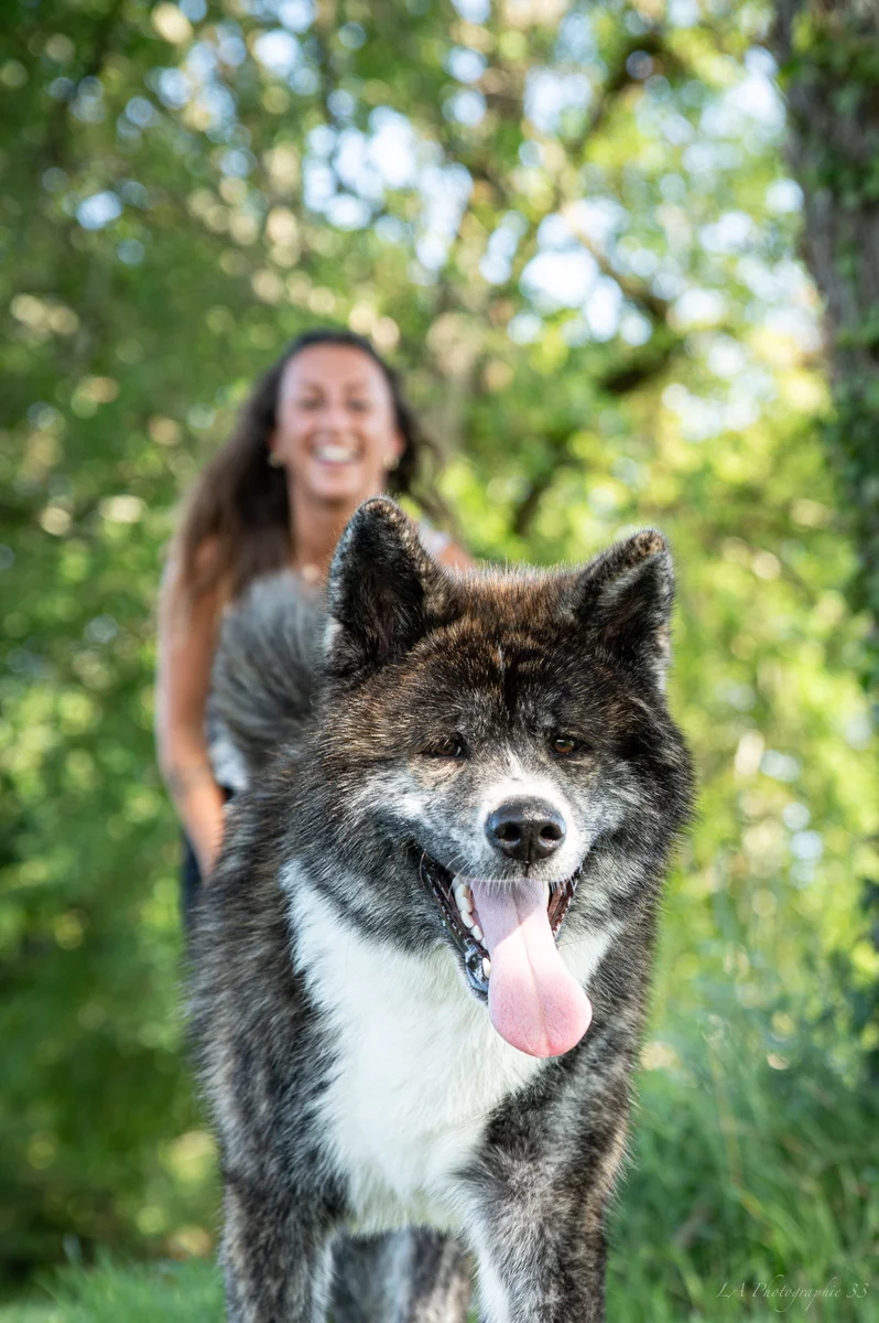 Chien de type Akita au premier plan, langue tirée, avec une femme souriante en arrière-plan