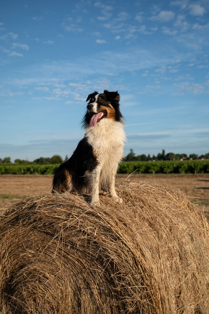 Chien de berger australien assis fièrement sur une botte de foin