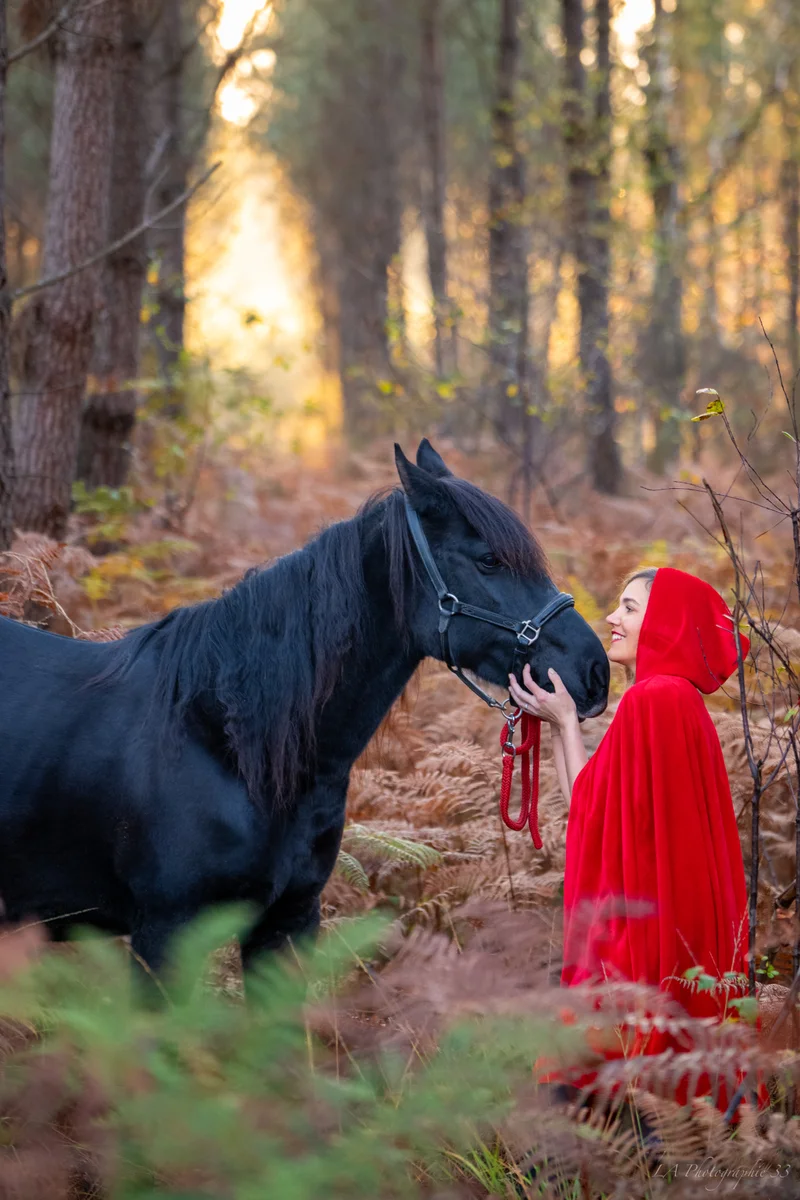 Cheval au pré éclairé par la lumière dorée du soir